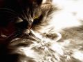 Phoenix_le_chat_19