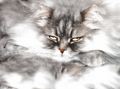 Phoenix_le_chat_20