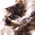 Phoenix_le_chat_21