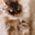 Phoenix_le_chat_22