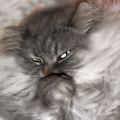 Phoenix_le_chat_23
