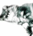 Phoenix_le_chat_01