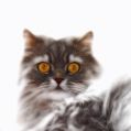 Phoenix_le_chat_02