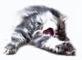 Phoenix_le_chat_03
