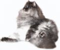 Phoenix_le_chat_04