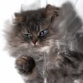 Phoenix_le_chat_05