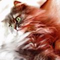 Phoenix_le_chat_06