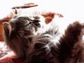 Phoenix_le_chat_07