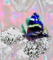 lydia_papillon_nouv1