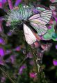 lydia_papillon_nouv2