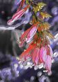 dessin_lydia104