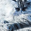 nouv_dessin_lydia65