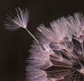 Efflorescence