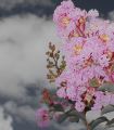 Fleurs Lydia_01