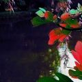 Fleurs Lydia_02