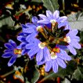 Fleurs Lydia_03