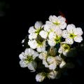 Fleurs Lydia_04