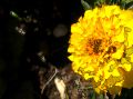 Fleurs Lydia_05