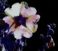 Fleurs Lydia_11