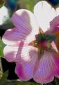 Fleurs Lydia_12