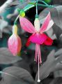 Fleurs Lydia_14