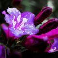 Fleurs Lydia_15