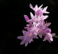 Fleurs Lydia_17