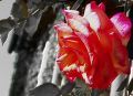 Rose Lydia_02
