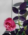 Rose Lydia_04