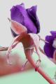 Rose Lydia_05