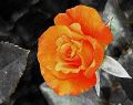 Rose Lydia_06