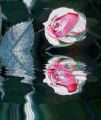 Rose Lydia_07