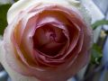 Rose Lydia_1