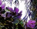 feuille_de_figuier 