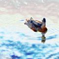 dessin_lydien81