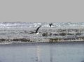 survol_mouettes