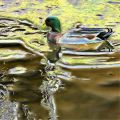 lydia_canards_nouv2