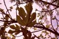 lydia_feuilles_nouv1