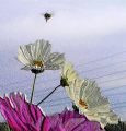lydia_fleurs-abeilles
