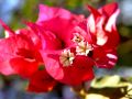 lydia fleurs des Indes 0100