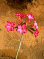 lydia fleurs des Indes 0027