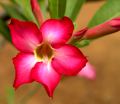 lydia fleurs des Indes 0028
