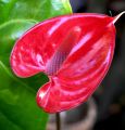 lydia fleurs des Indes 0030