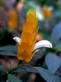 lydia fleurs des Indes 0032