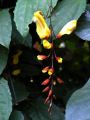 lydia fleurs des Indes 0033