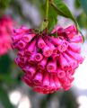 lydia fleurs des Indes 0034