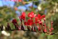 lydia fleurs des Indes 0035