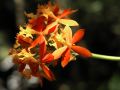 lydia fleurs des Indes 0036