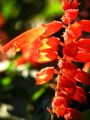 lydia fleurs des Indes 0037