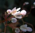 lydia fleurs des Indes 0039